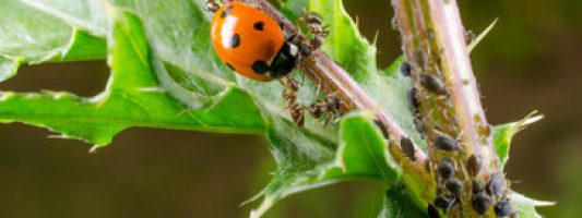 eco-dream-disinfestazioni-complete