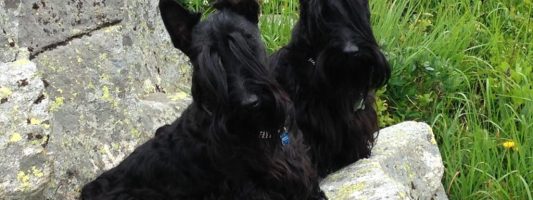 Giancarlo Toelettatura per Cani